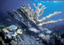 Elkhorn coral. Click here for larger image.