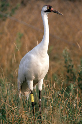 Adult whooping crane.