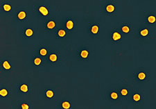 Photo of gold nanoparticles that are used as standards for nanotechnology research.