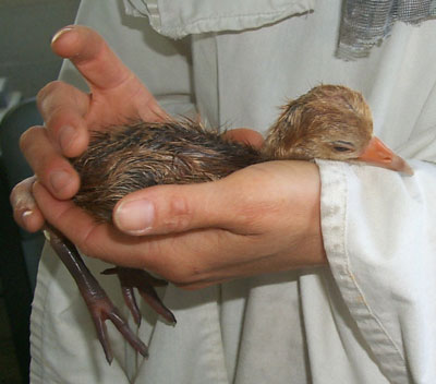 Our whooping crane chick has hatched! Barbara holds the wet chick very carefully in the palm of her hand, with her other hand ready to cover him if he decides to struggle. Our chick's legs are swollen from being in the egg. The swelling will go away after 24 hours, and as it does, he'll try to stand and walk. But right now, all he's interested in is sleeping. Just lying in Barbara's warm hand is enough to make him doze off. Barb is examining him to make sure he's normal. He's absorbed all his yolk sac and his umbilicus (like our belly button) is sealed properly. He looks fine! 