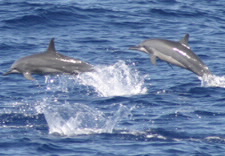 Image of two Spinner Dolphins. Click for larger image.