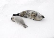 Photo of ribbon seal with pup. Click here for larger image.