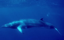 NOAA image of a minke whale.
