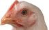 Chicken Link to Avian Influenza