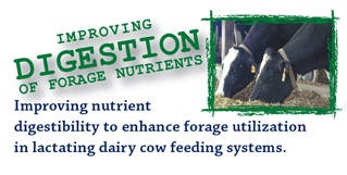 improving digestion of forage nutrients