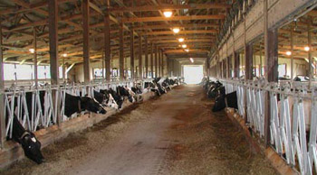 Image of one of three free-stall barns containing more than half the herd.