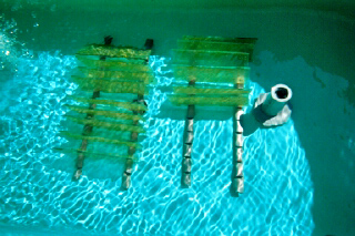 Glass plates coated with laboratory-cultured biofilm material in an aquarium on the banks of High Ore Creek, Mont. Water from the creek was continuously pumped through the aquarium during an experiment to measure the absorption and release of zinc by the biofilms.