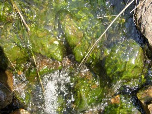 This greenish-brown slime found on cobbles of the streambed in High Ore Creek, Mont., is a biofilm. USGS scientists and their colleagues have demonstrated that biofilms can create daily variations in the concentrations of dissolved metals in stream waters