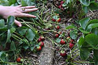 Photo by Patricia Millner: strawberries planted in compost-filled mesh socks (ARS Photo Gallery Image Number D873-1)