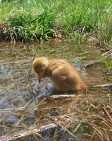 He'll be brought to the pond several times a week until foraging in it and wading through deep water becomes second nature to him. 