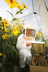 Entomologist checking honey bees in a “nucleus” hive: Click here for full photo caption.