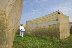 Entomologist moves a nucleus honey bee hive to a cage containing sunflowers: Click here for full photo caption.