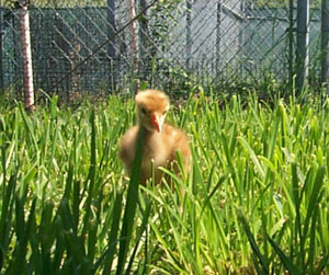 The picture on the left shows the chick's view of his pen. Even short grass seems like a forest to him. The exercise he gets walking on natural sod will help him develop strong legs and feet. 