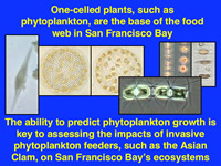 One-celled plants, such as phytoplankton, are the base of the food web in San Francisco Bay.  The ability to predict phytoplankton growth is key to assessing the impacts of invasive phytoplankton feeders, such as the Asain Clam, on San Francisco Bay's ecosystem.