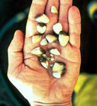 The invasive Asian clam, Corbula amurensis, has changed the food web in San Francisco Bay estuary by severely restricting phytoplankton blooms in the northern embayment 