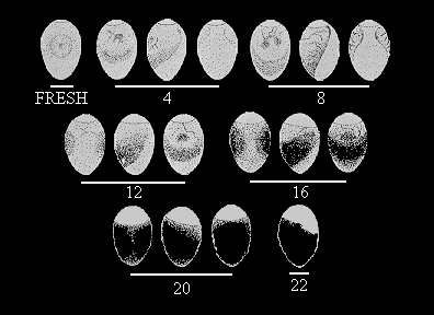 GIF -- Figure of egg incubation stages