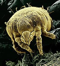 A photo graph of a yellow mite shown from the front.