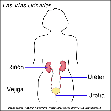 Diagrama de las vías urinarias