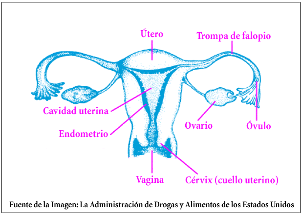 Utero