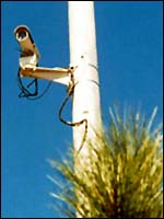 Photo of camera mounted on pole