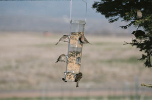 Bird feeder