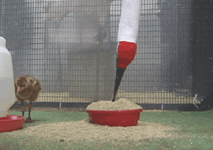 Whooping Crane Chick Learning to Feed, Photo 2