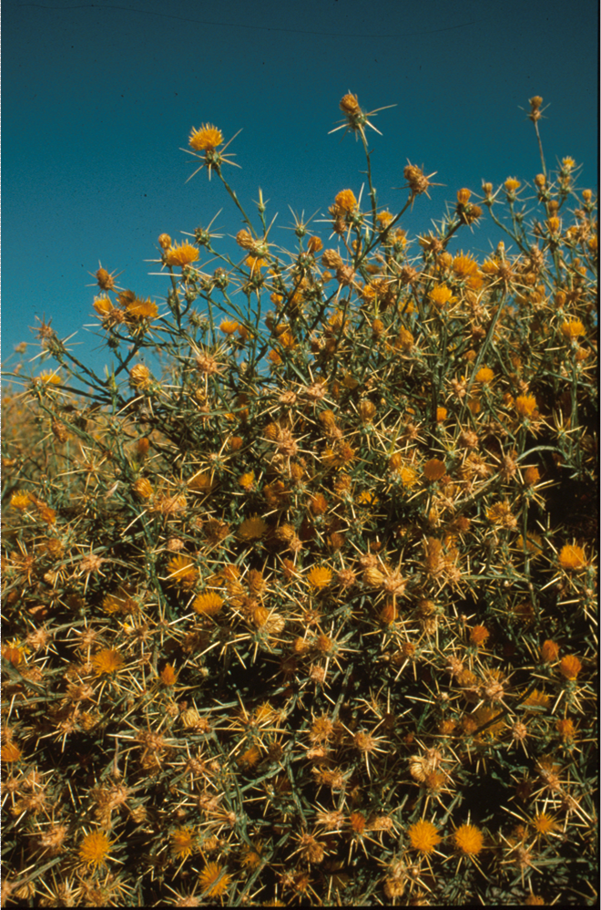 Yellow Starthistle - An example of a Rangeland weed