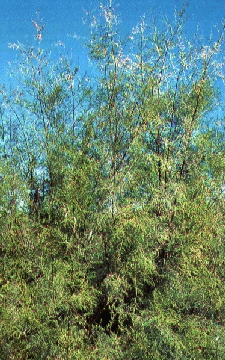 Saltcedar - An example of a Riparian weed