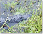 photo of an alligator head