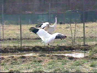 Whooping Crane Dance: Goliath's mate joins in