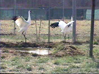 Whooping Crane Dance: Whoopers dance for many reasons; sometimes for sheer joy