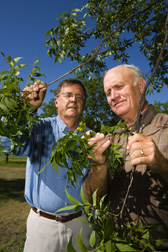 Soil scientist (left) and retired Hamilton County, Texas, Extension agent, inspect pecans from the 2008 crop in the organic study orchard, which is expected to greatly outyield the conventional orchard: Click here for full photo caption.