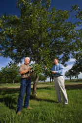 Retired Extension agent (left) and soil scientist examine trees within the organic orchard at the Sonny and Noreen Gebert pecan orchard for potential crop yield and possible diseases and insects: Click here for full photo caption.