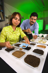 Technicians process soil samples for organic matter analysis: Click here for full photo caption.