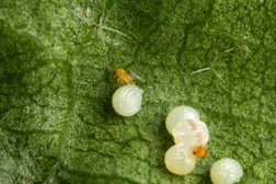 Close-up of Trichogramma wasps parasitizing insect eggs: Click here for photo caption.