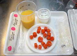This tray contains foods labeled with different stable isotopes of calcium: Click here for full photo caption.