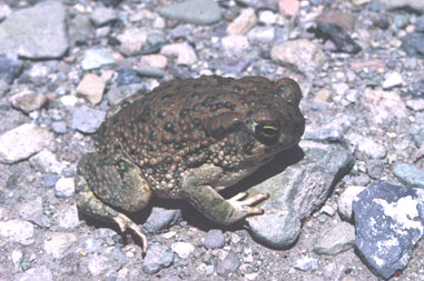 Frog1crpo.jpg (37216 bytes)