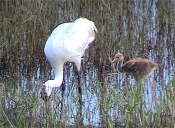 Whooper mom forages with Lucky, now 3 weeks old; Photo by Marty Folk, Florida Fish and Wildlife Conservation Commission