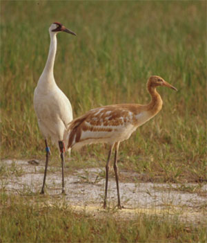 Lucky is the first whooping crane chick to fledge in the wild in the US in over 60 years; Photo by Steve Nesbitt, Florida Fish and Wildlife Conservation Commission