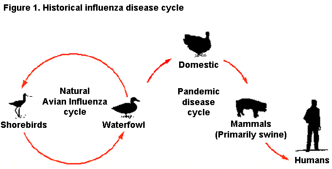 avian influenza cycle