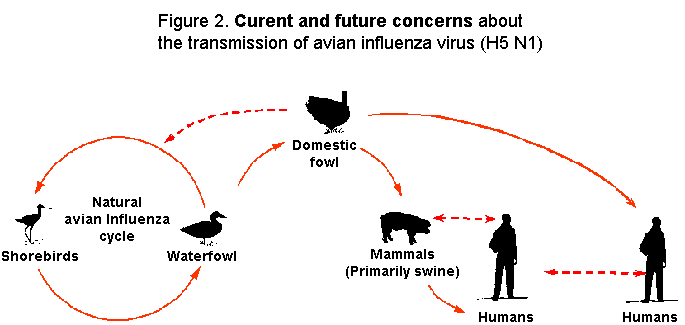 avian influenza cycle