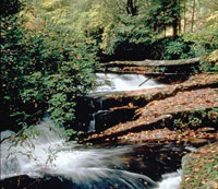 image of forest stream