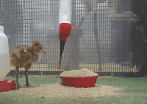 Whooping Crane Chick Learning to Feed, Photo 3