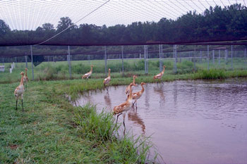 Young Cranes in Pond