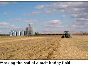 Photograph of a malt barley field.