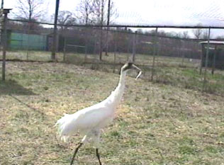 Goliath holding smelt in his beak