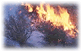 Image of a large-scale forest fire on a mountain-side