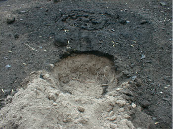 Photograph showing nfiltration into a two-layer system subjected to the
      heat from the 2000 Cerro Grande Fire