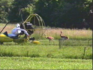 Two Whooping Crane chicks follow ultralight plane