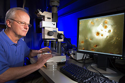 Microbiologist evaluates spore production by air-dried microsclerotia (rewetted and incubated on water agar here) produced by Metarhizium anisopliae: Click here for full photo caption.